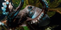 If humanity goes extinct, this is the likeliest creature to ascend and become the next civilization builder
