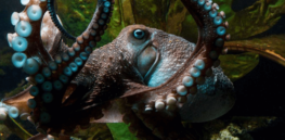 If humanity goes extinct, this is the likeliest creature to ascend and become the next civilization builder