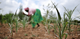 Kenyan High Court rebuffs activist suit to block GMO food imports
