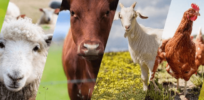 How genetics has revolutionized animal breeding