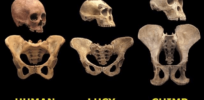 A.L. 288-1, better known as Lucy, was unearthed 50 years ago. Here is how a pile of bones reshaped our knowledge of human evolution