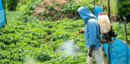 Pesticides cause prostate cancer? Cedars Sinai Medical Center epidemiologist criticizes 'biased' ecological study