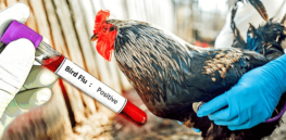 How gene editing of farm animals could help prevent a COVID-like bird flu epidemic