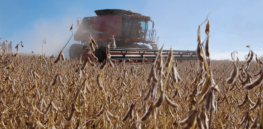 Gene-edited soybeans are the latest plant to pave the way towards sustainable agriculture