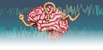 How a brain-threatening parasite could soon be programed to deliver life-saving drugs