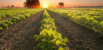 How to improve crop yields