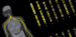 30 different medical conditions all trace to one gene
