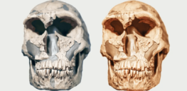 Homo juluensis: Big-headed early human is a new branch on our expanding family tree