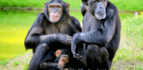 Can chimpanzees develop a human-like culture?