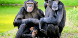 Can chimpanzees develop a human-like culture?