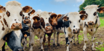Cow burps are one of the biggest contributors to global warming, Here is what farmers are doing to curtail methane release