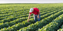 Viewpoint: Lower-yield agroecology promises ignore evidence that advanced plant breeding, modern fertilizers and other inputs needed to grow more food on less land