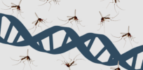 How to stop malaria-spreading mosquitoes? If approved, gene editing could do it