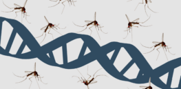 How to stop malaria-spreading mosquitoes? If approved, gene editing could do it