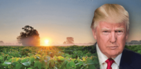 Roadmap for the incoming Trump administration: Friend or foe of US agriculture?