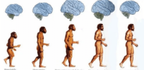Did the human brain evolve in sudden leaps as current theories suggest?