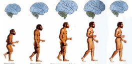 Did the human brain evolve in sudden leaps as current theories suggest?