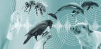 Interspecies translation: Here’s how humans and animals may soon be able to talk