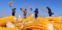China barrels ahead in its quest to exploit agricultural biotechnology, leaving other countries behind