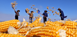 China barrels ahead in its quest to exploit agricultural biotechnology, leaving other countries behind