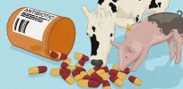 Should agriculture get the blame for antibiotic resistance?