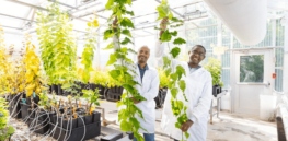 Bioenergy: Booster gene could naturally jump plant growth 30%
