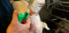 Pork from gene-edited disease resistant pigs should be on grocery shelves in 2025