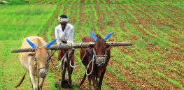 25 years ago, India approved GMO rice and was poised to be the developing world’s crop bioengineering innovator. What went awry?