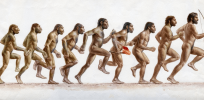 Lucy, our plodding ancestor