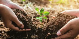 Enriching soil: In agriculture, 'there are no solutions, only trade-offs'