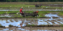 Viewpoint: Agroecology and other variations on organic farming that seek to mimic nature are doomed to fail