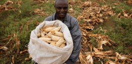 Africa lags behind much of the world in embracing crop biotechnology, and the result is mass undernourishment