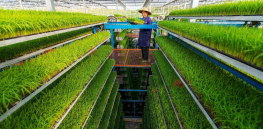 Outdated regulations and slow adoption of precision agriculture limit China’s agro-biotechnology advancements
