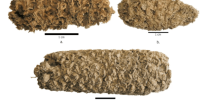 Popcorn was 'invented' at least 6700 years ago
