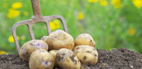 The humble potato is undergoing a genetic revolution. Here's how and what that means