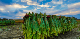 How GMO tobacco can improve infant formula and dairy-free plant-based milk