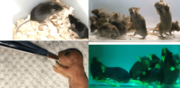 Offspring from two males? CRISPR experiment works in mice opening controversial frontier