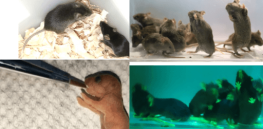 Offspring from two males? CRISPR experiment works in mice opening controversial frontier