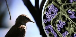 Humans are in the crosshairs of a potential bird flu pandemic. In the age of RFK, Jr., are we prepared?