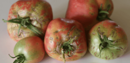 How climate change is altering the look, taste and nutrition content of fruits and vegetables