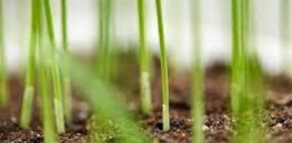 Can steam-treated seeds reduce the use of agricultural chemicals?
