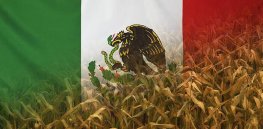 Facing Trump administration trade threats, Mexico rescinds import ban on GMO corn and glyphosate, saying its research has 'failed to show' they are hazardous