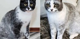 ‘Salmiak’: Genetics explain a newly-identified ‘sally licorice’ cat color