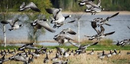 Viewpoint: Protection money for Finnish geese? This is the disaster that happens when governments capitaulate to anti-farming envrironmental extremists