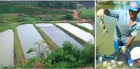 Aquaculture in the Amazon—enhanced food security comes with sustainability risks