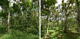 Planting trees to slow climate change—there's a method to it