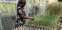 Africa’s food security challenges: Is nuclear agriculture a solution or a problem?