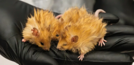 Wooly mice: A small step forward in the challenging effort to de-extinct the Pleistocene-era wooly mammoth