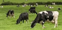 Greening cows: How farmers can accelerate the transition to more sustainable milk production