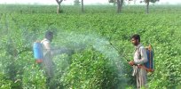 Viewpoint: ‘This is like banning life-saving medicines because some patients take overdoses’: Pakistan debates banning key agricultural chemicals that some say are misused